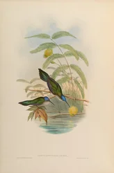 Campylopterus pampa